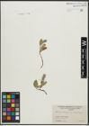 Foto von Salix arctica Pall.